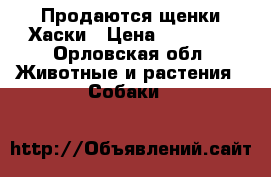 Продаются щенки Хаски › Цена ­ 10 000 - Орловская обл. Животные и растения » Собаки   